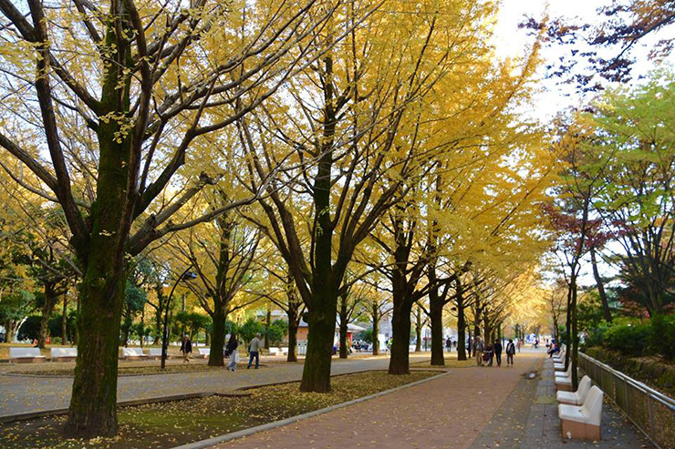 光が丘公園 いちょうの木