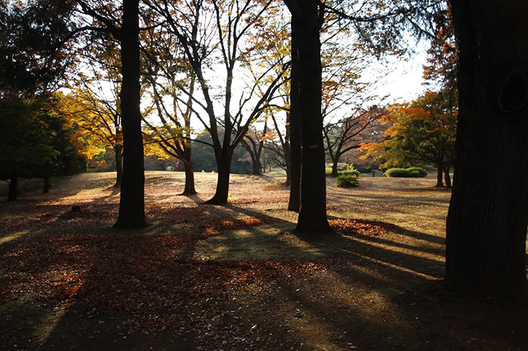 光が丘公園 いちょうの木