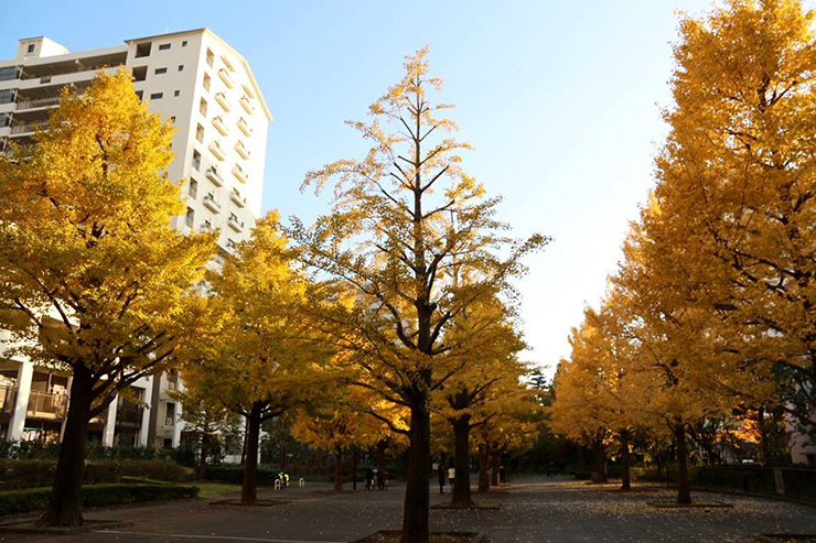 光が丘公園 いちょうの木