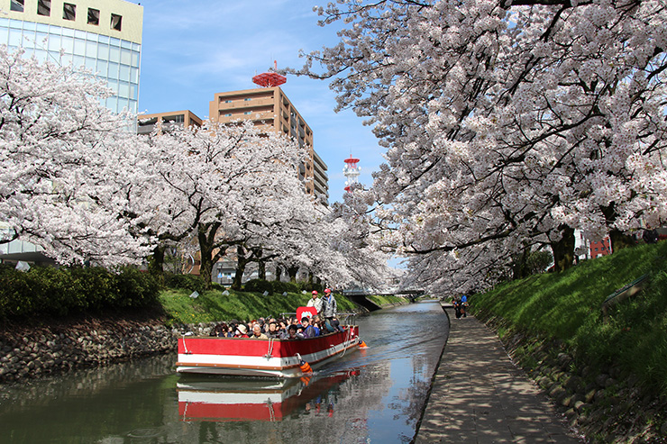 松川遊覧船 桜