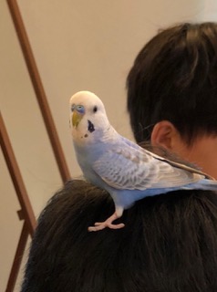 インコ探し-1