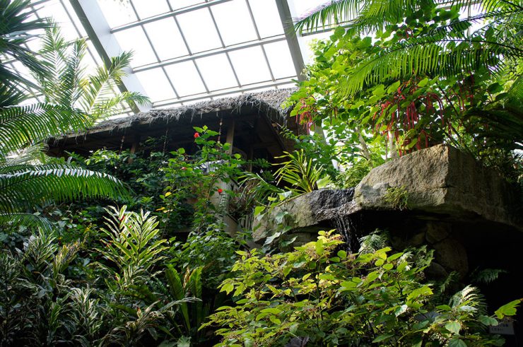 熱帯環境植物館 館内