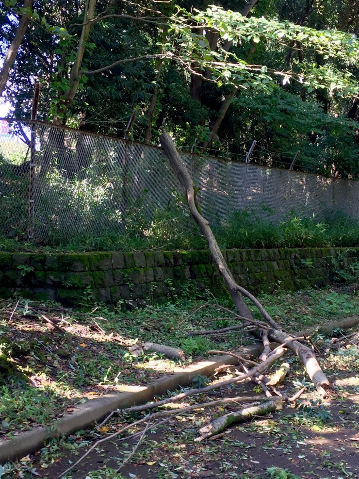 光が丘公園 折れた木