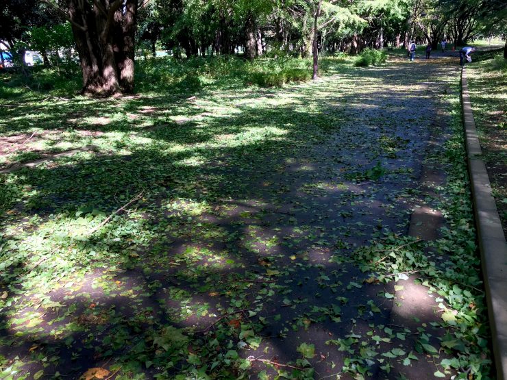 光が丘公園 道