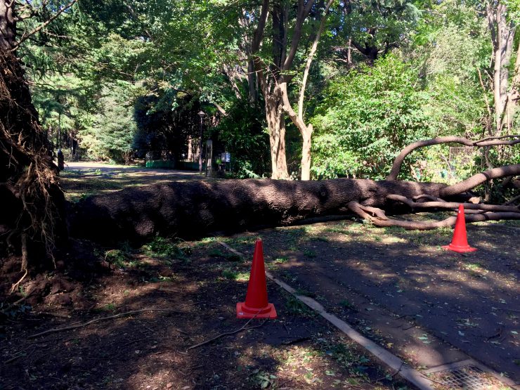 光が丘公園 倒れた木