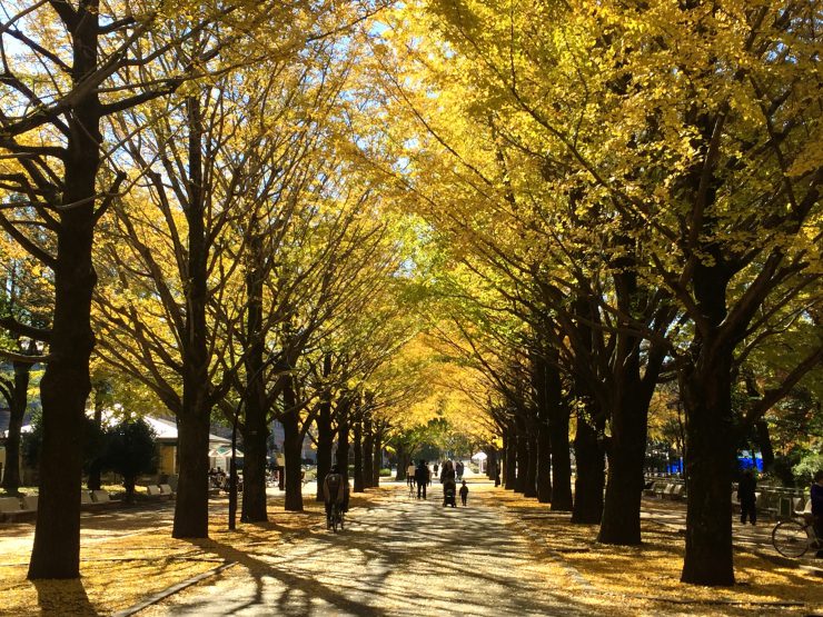 光が丘公園 イチョウ並木