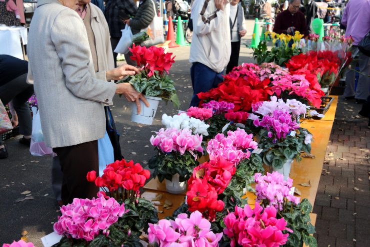 農業祭2018（シクラメン）