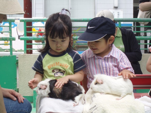 こども動物園本園 モルモットのだっこ