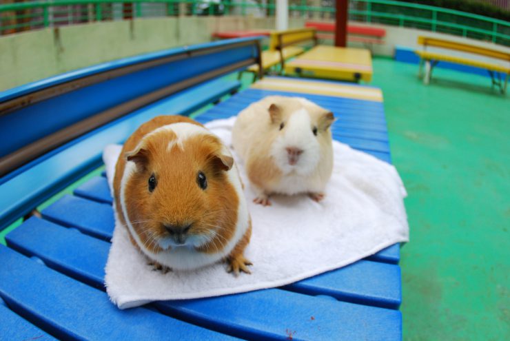 出張動物園 モルモット