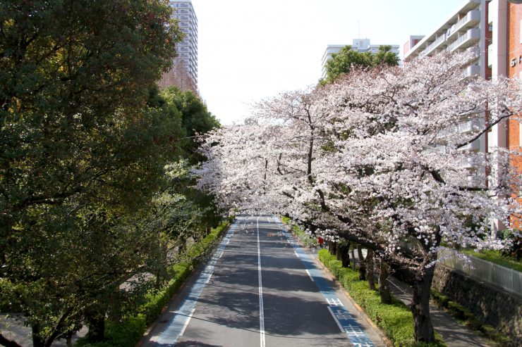 1903桜-光が丘6