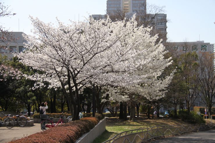 1903桜-光が丘10