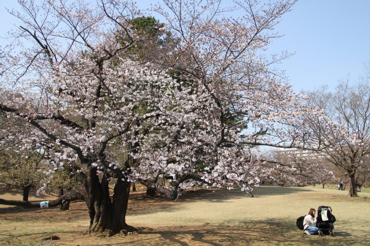 1903桜-光が丘11