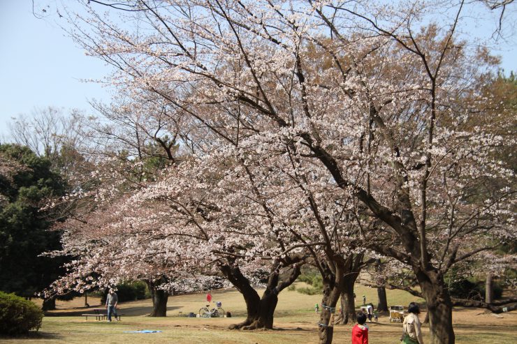 1903桜-光が丘12