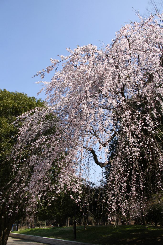 1903桜-光が丘13