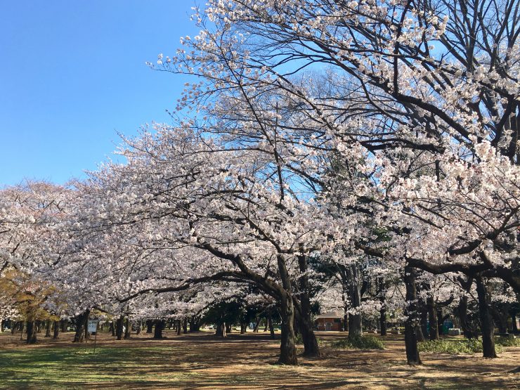 光が丘桜0403-8