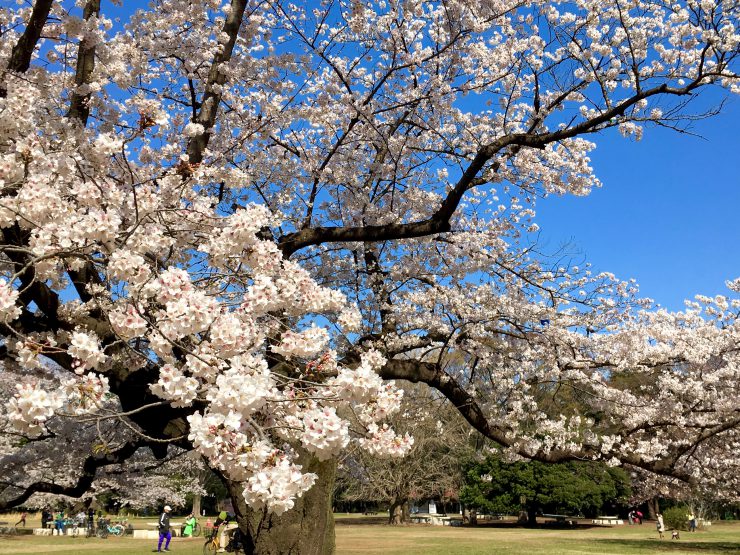 光が丘桜0403-7