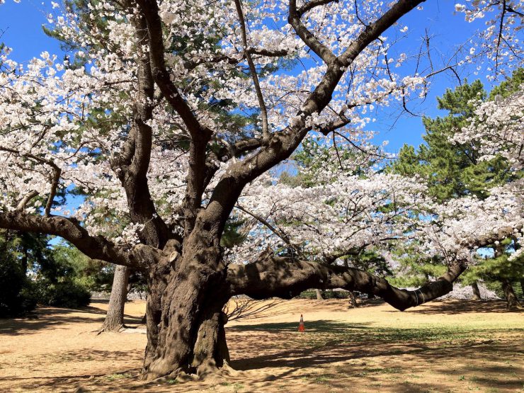 光が丘桜0403-2