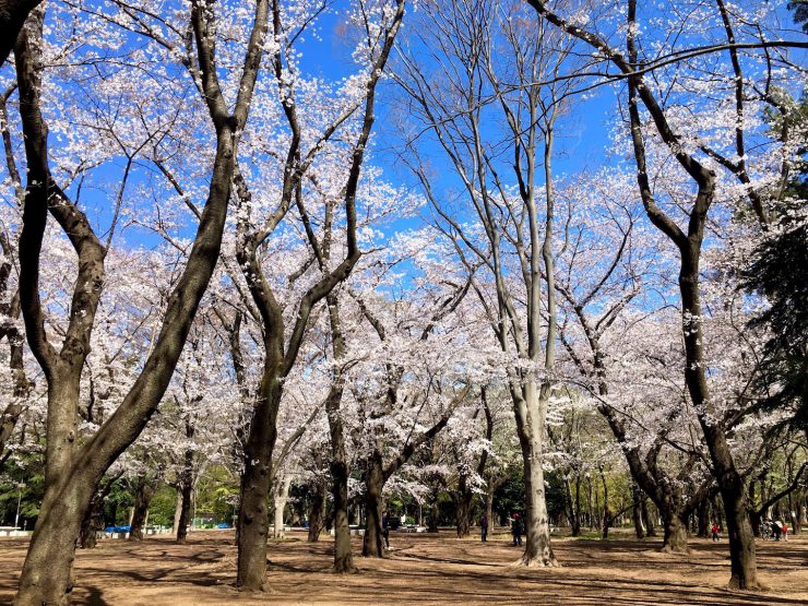 光が丘桜0403-1