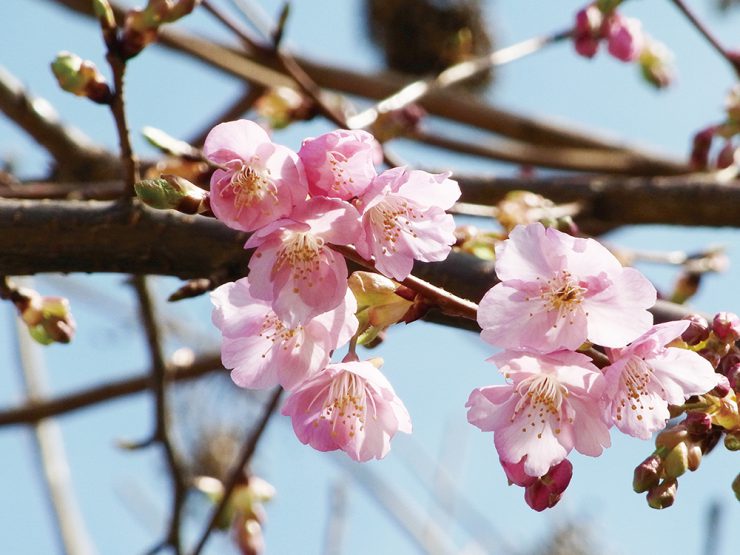 河津桜