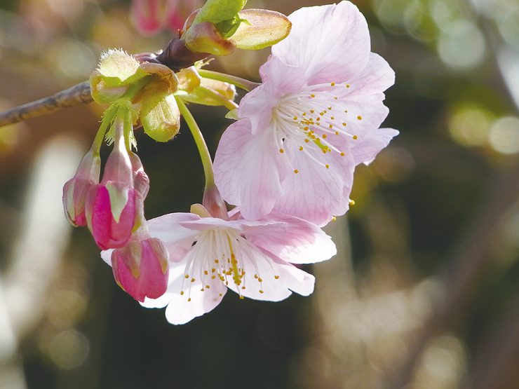 河津桜