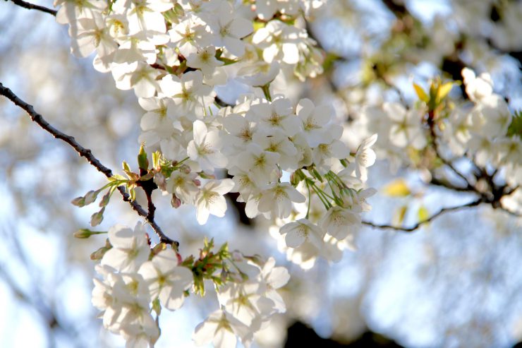 光が丘花_200318（白い桜アップ）