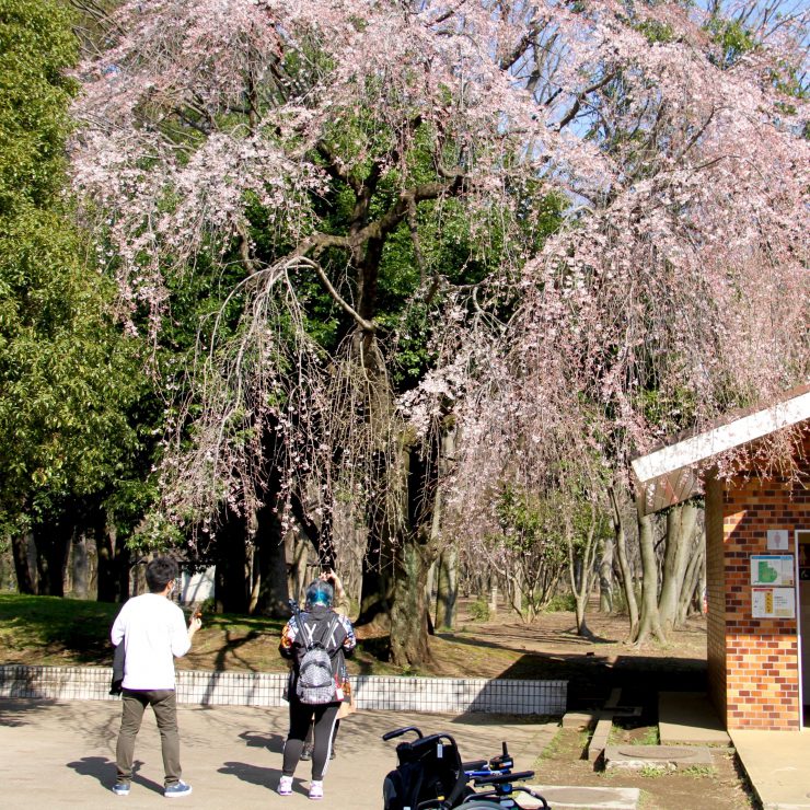 光が丘花_200318（シダレザクラ）