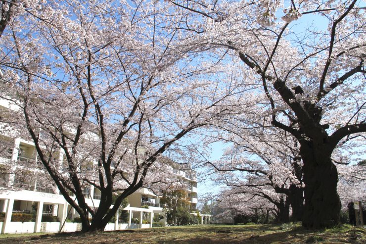 花見の穴場