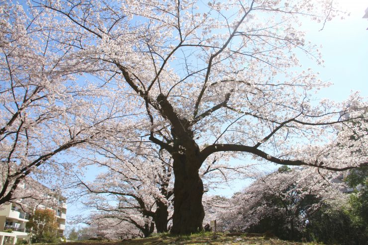 夏雲の桜