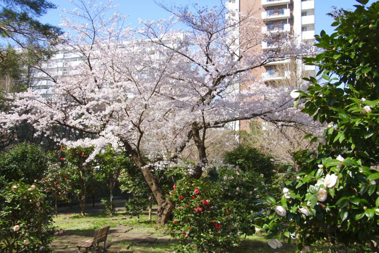 つばき園の桜