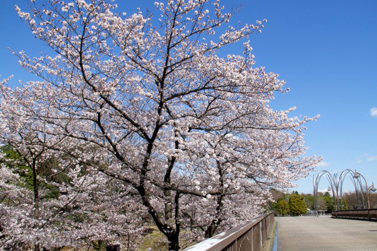 ふたご橋の桜