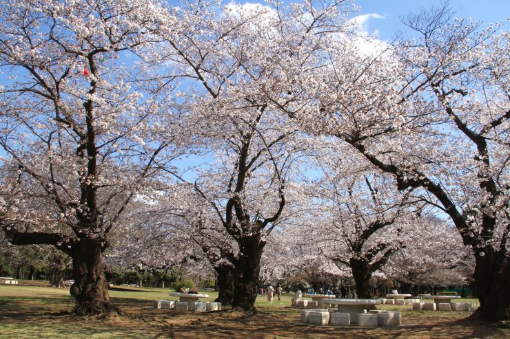 光が丘公園芝生ひろばの桜