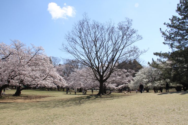 光が丘公園芝生広場のケヤキ