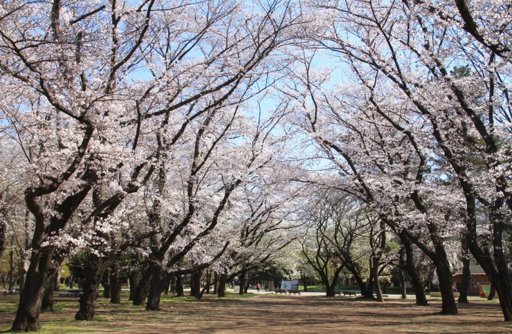 光が丘公園の桜トンネル