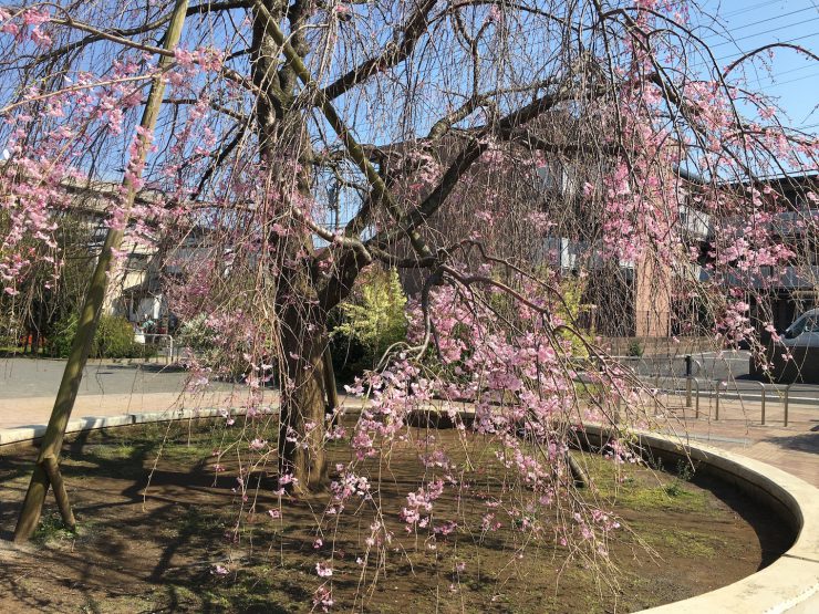 シダレザクラの木（ともだち公園）