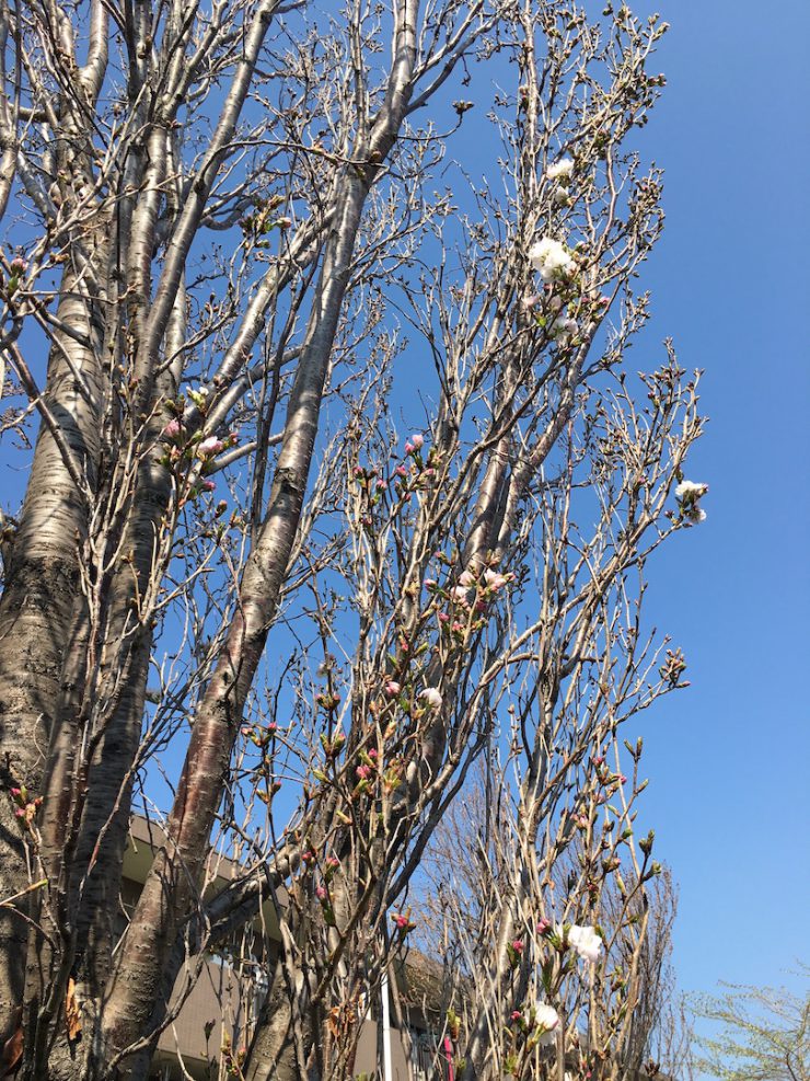 天の川（ともだち公園）