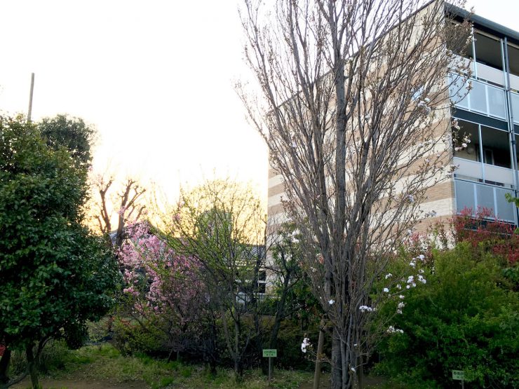 天の川（ともだち公園）夕日