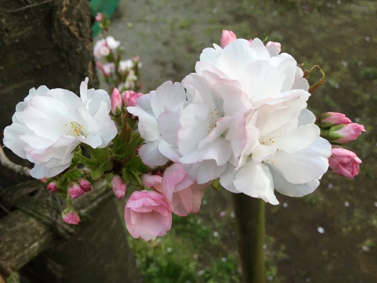 天の川の花