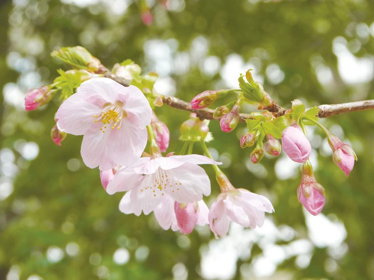 修善寺寒桜