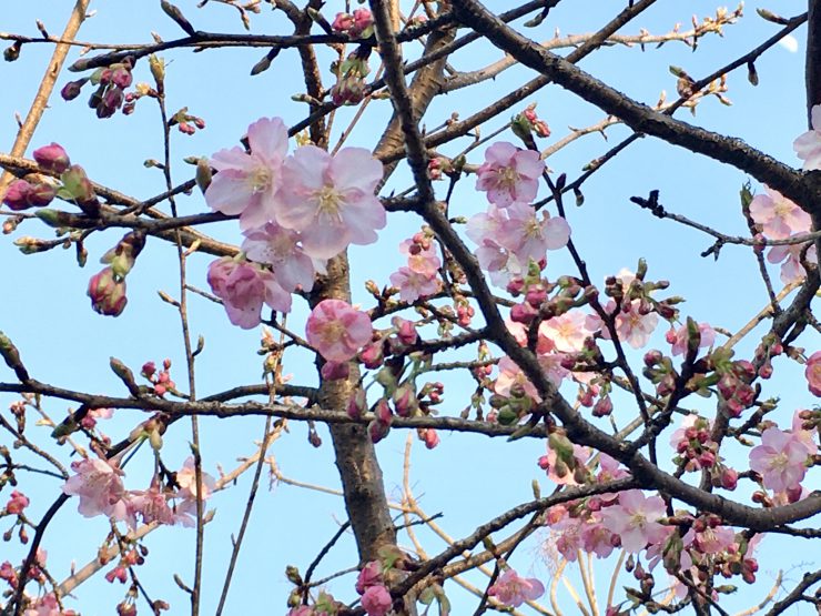 梅林公園（河津桜）