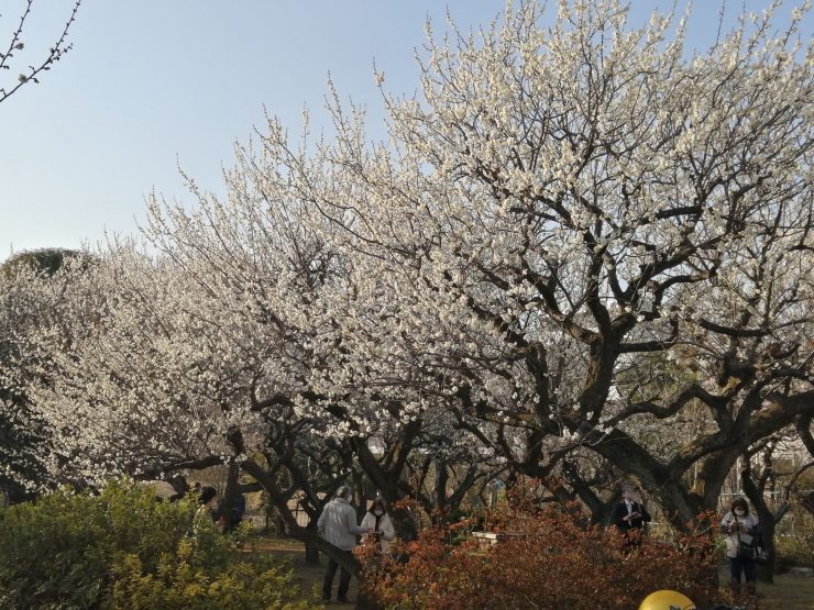 梅林公園（白梅と人）