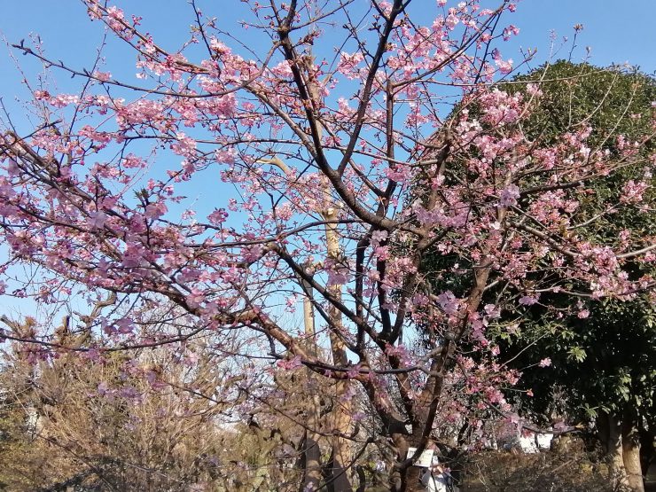 梅林公園（河津桜）