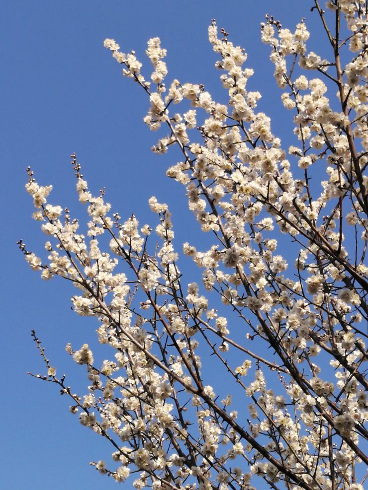 梅林公園（白梅の枝と空）