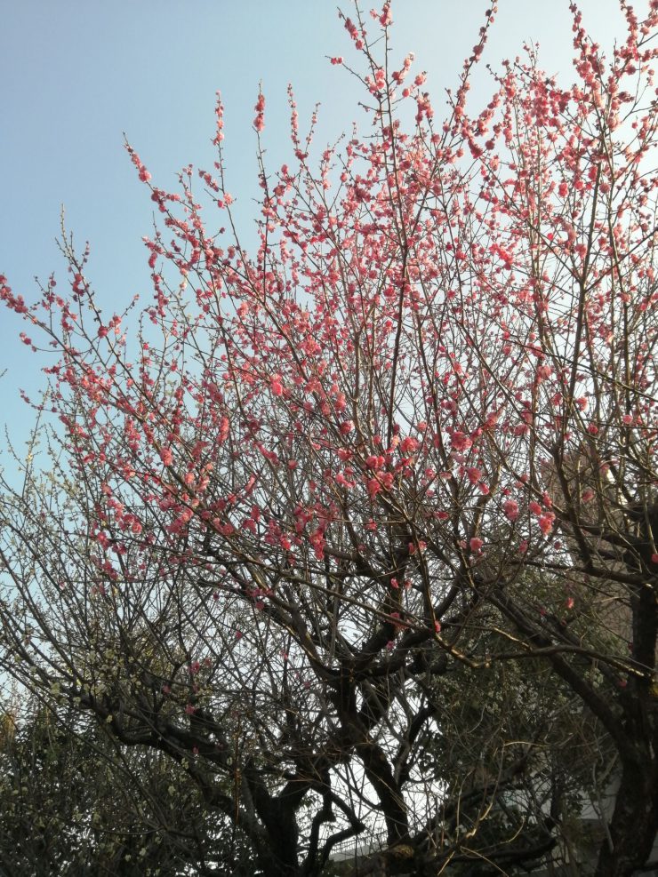 梅林公園（紅梅）