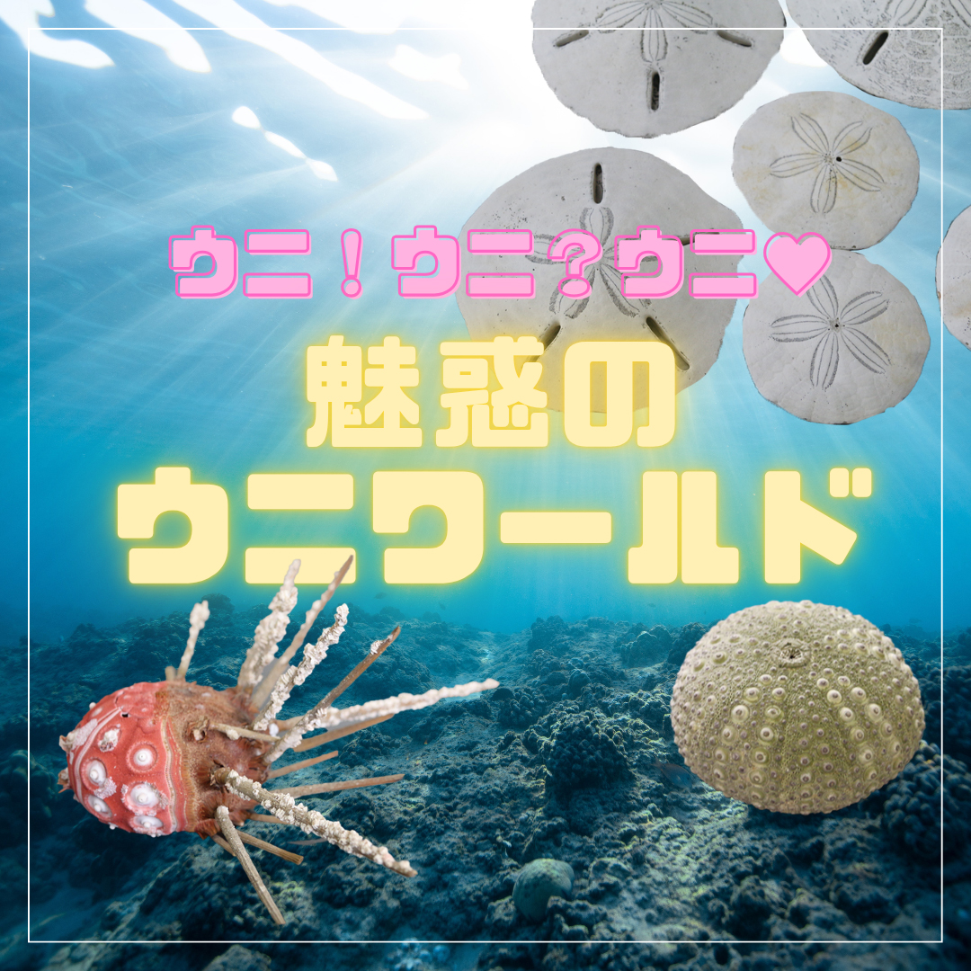 ウニの生態や魅力を大解剖！ 2025年夏は板橋区立教育科学館の企画展